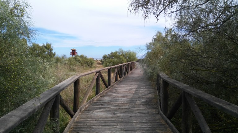 Playa Isla Canela 34